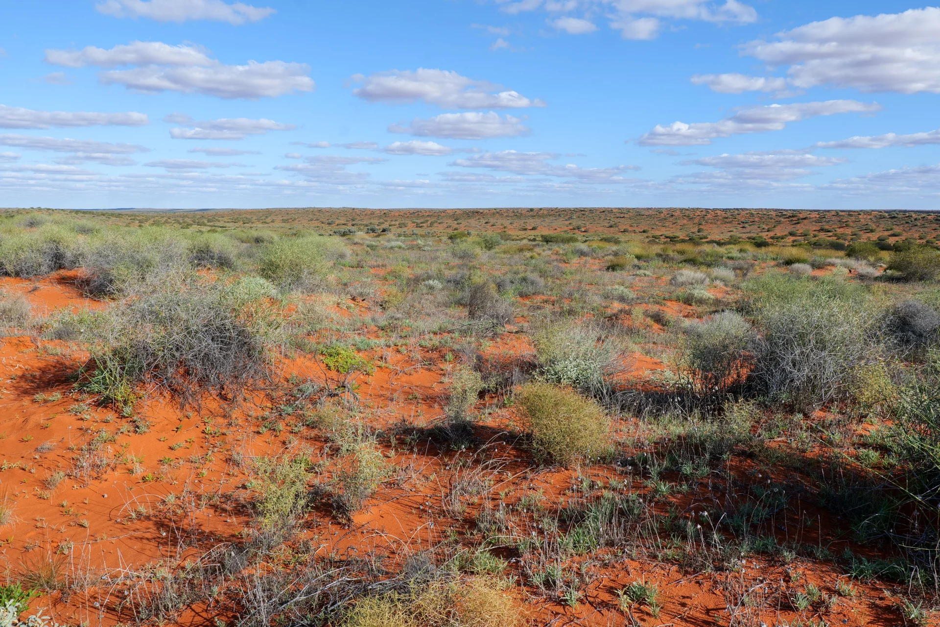 Red earth and low green vegetation across a broad Australian outback plain under a blue sky.