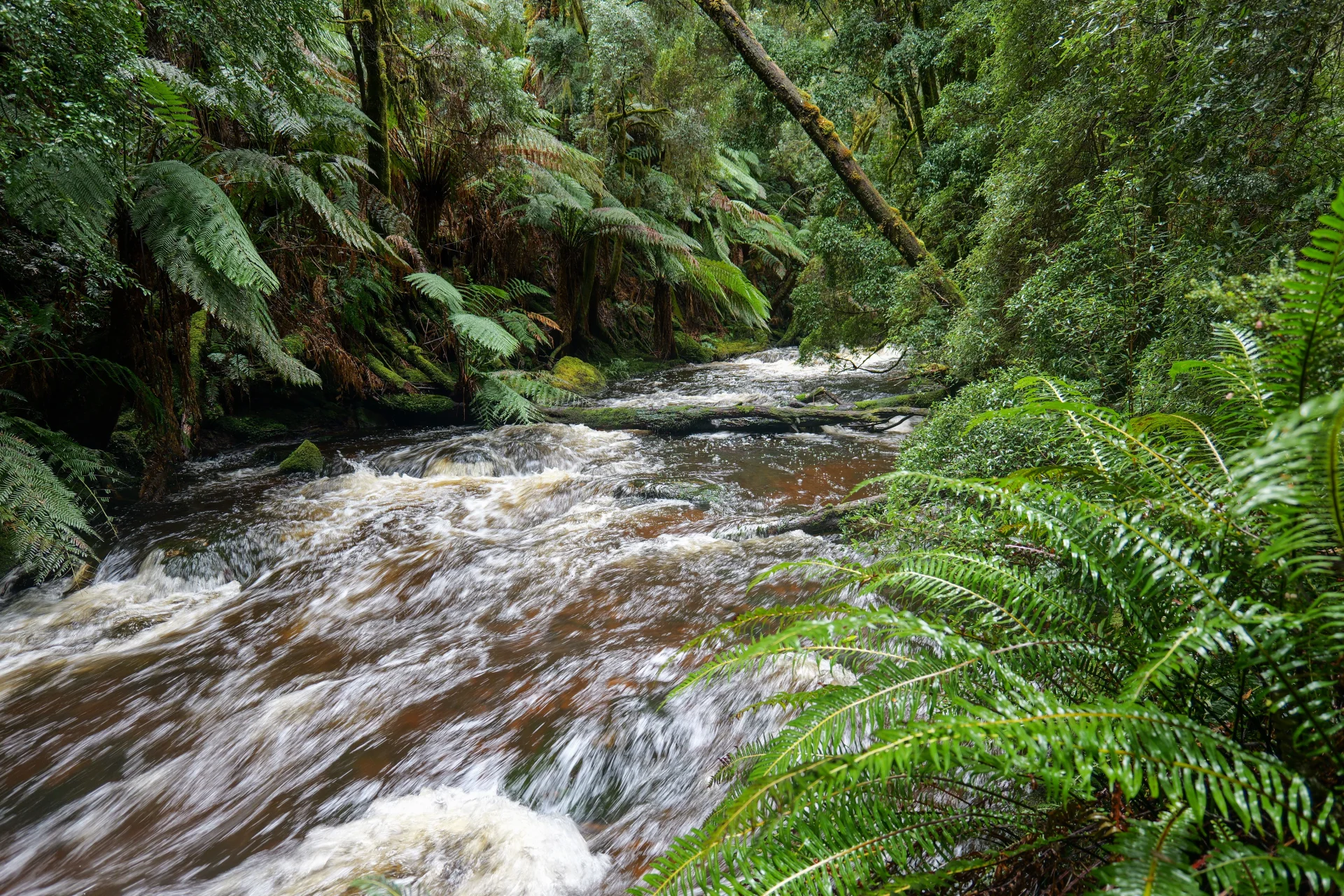 A flowing forest stream surrounded by tree ferns and mossy vegetation in Tasmania.